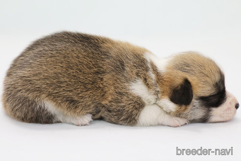 成約済の神奈川県のウェルシュコーギーペンブローク-308947の3枚目